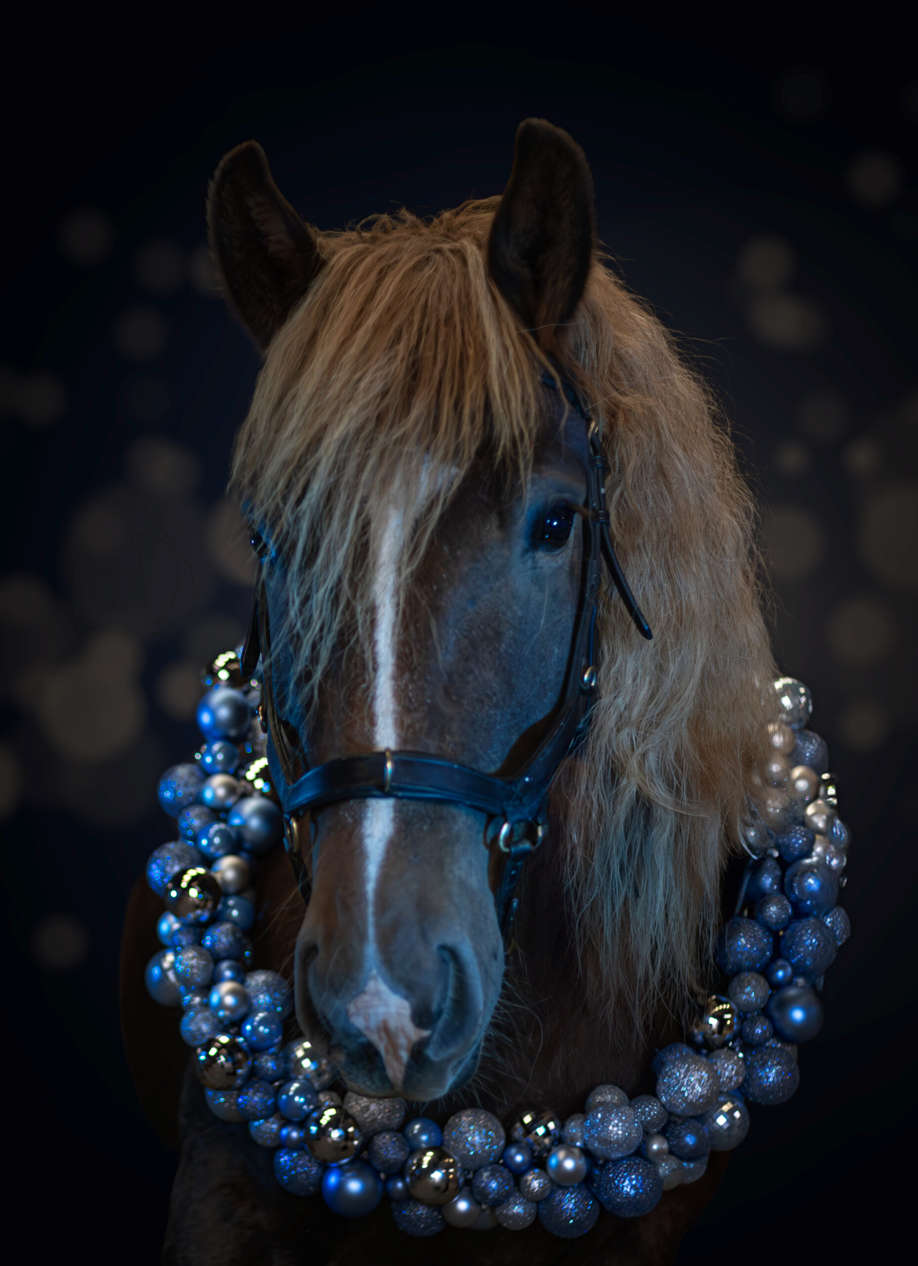 Kerstshoot met paard